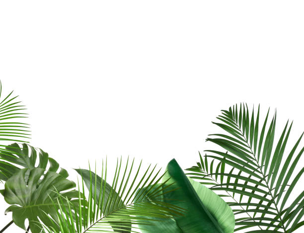 istock Set of different lush tropical leaves on white background 1345281246