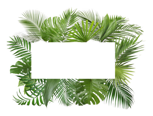 istock Frame made of different lush tropical leaves on white background, top view. Space for text 1345281559