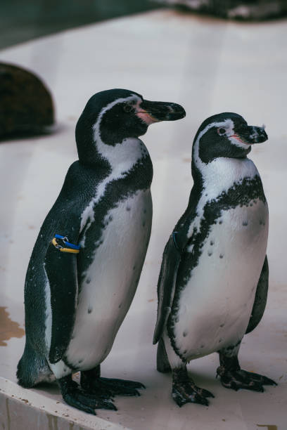 istock Penguins at the park in summer, August. 2021 1345281749