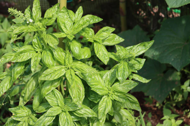 istock Basil plant in bloom with white flower 1345281809