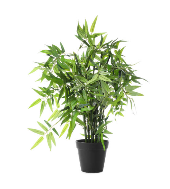 istock Beautiful artificial plant in flower pot isolated on white 1345281881