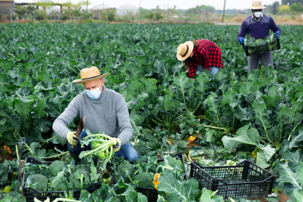 istock Man in protective mask harvesting broccoli in farm field 1345282315