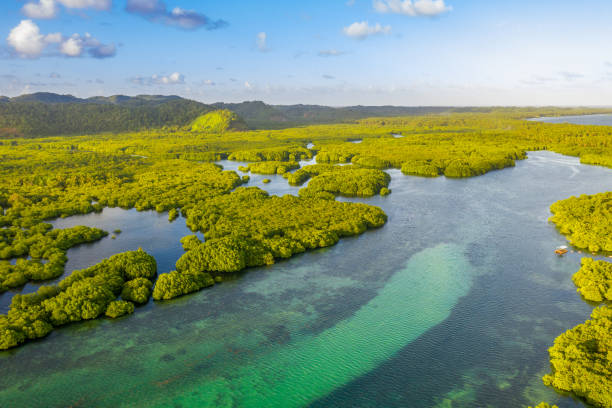 archipiélago de anavilhanas, bosque amazónico inundado en el río negro, amazonas, brasil. vista aérea de drones. - mountain stream fotografías e imágenes de stock