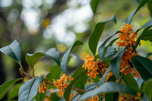 OLYMPUS DIGITAL CAMERAOsmanthus fragrant flowers in full bloom with a sweet scent