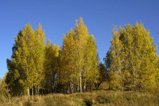 trees on the hill on an autumn morning trees on the hill on an autumn morning birch gold group reviews investing stock pictures, royalty-free photos & images