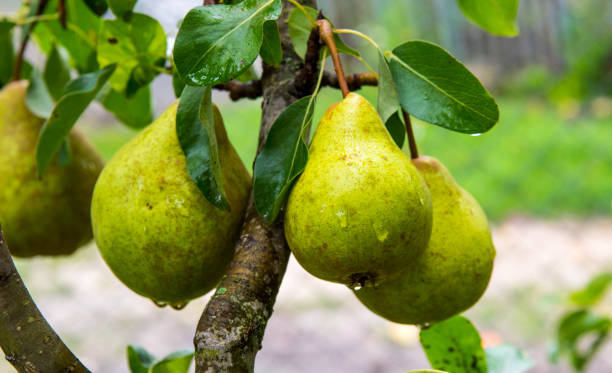 istock Pears with dew drops on a branch, close up, copy space 1345283653