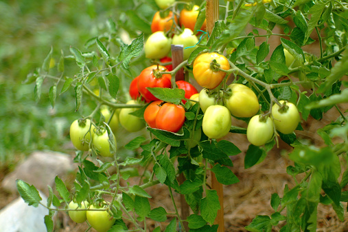 unripe tomatoes on a bed in the village, lens Jupiter 9
