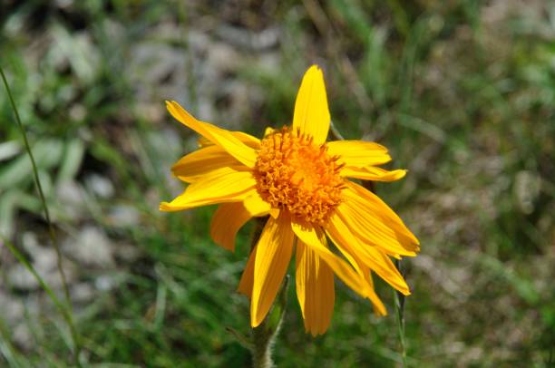 istock Mountain arnica in the Alps 1345286106