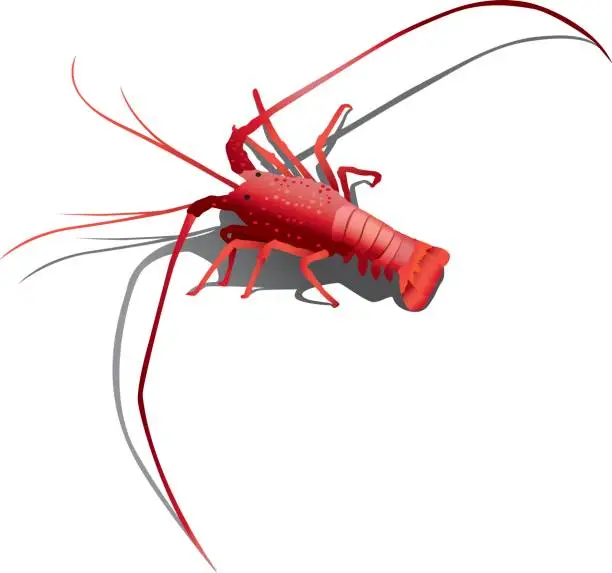 Vector illustration of lobster