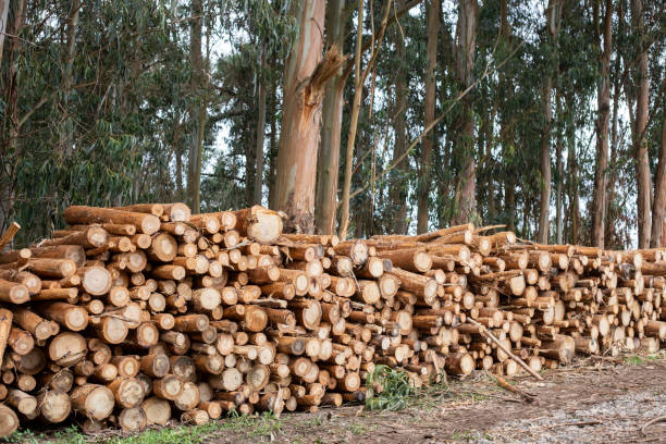 pile de bois d’eucalyptus globulus coupé à côté d’une forêt d’eucalyptus globulus. - eucalyptus wood photos et images de collection