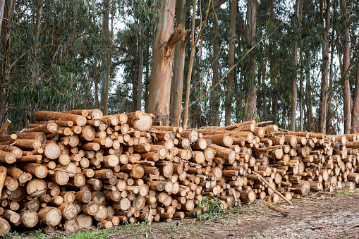 A pile of cut eucalyptus globulus wood next to a eucalyptus globulus forest.