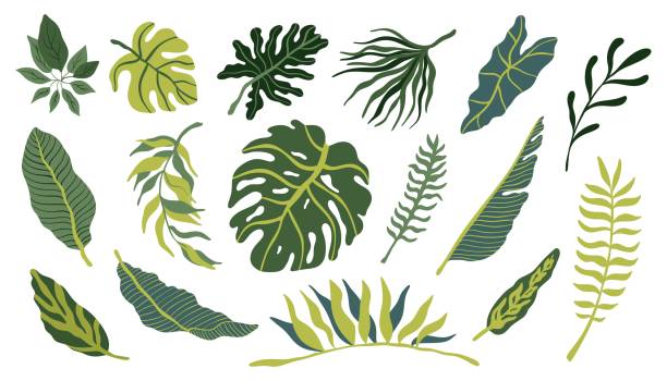 Tropical vector hand drawn leaves collection in trendy colors on white background. Monstera leaves, banana leaves, alocasia set Tropical vector hand drawn leaves collection in trendy colors on white background. Monstera leaves, banana leaves, alocasia set on white flowering plant stock illustrations
