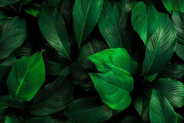 istock tropical leaves, abstract green leaves texture, nature background 1345290512