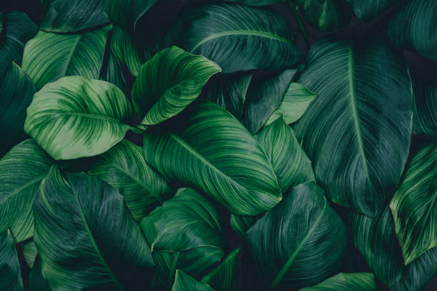 istock tropical leaves, abstract green leaves texture, nature background 1345290513