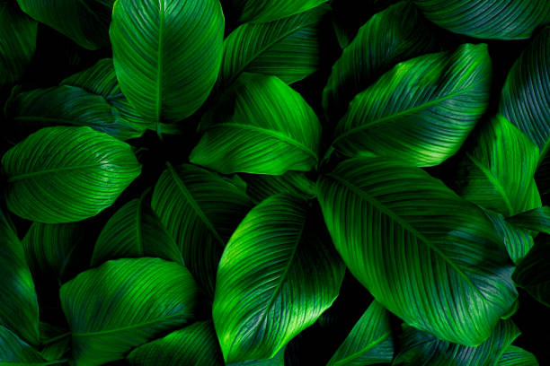 istock tropical leaves, abstract green leaves texture, nature background 1345290568