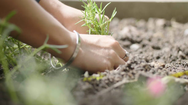 istock Hands planting green seedling. 1345291240