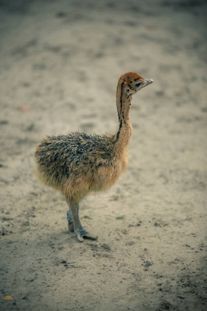 ourson d’autruche - young bird beak feather ostrich photos et images de collection