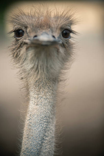 istock Ostrich looks directly into the camera camera 1345291656