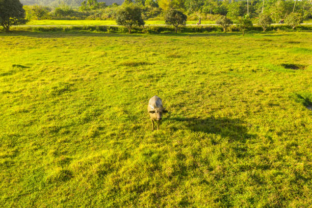 Cow grazing on green field on tropical island