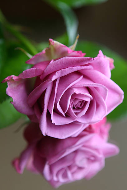 Pink Roses 4 you! whitsun stock pictures, royalty-free photos & images
