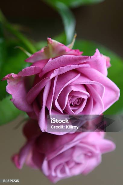 Pink Розы — стоковые фотографии и другие картинки Букет - Букет, Вертикальный, Годовщина