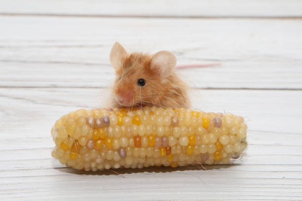 Closeup Gray The Mouse Stands On Its Hind Legs And Bites The Corn