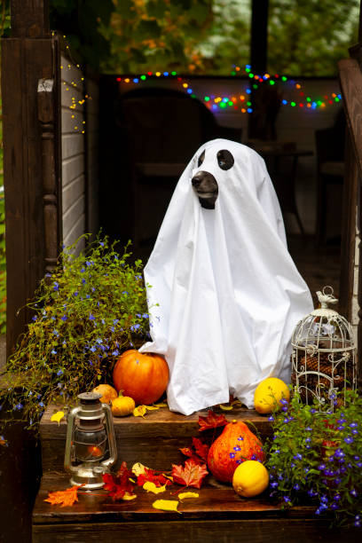 istock A dog in a ghost costume 1345293389