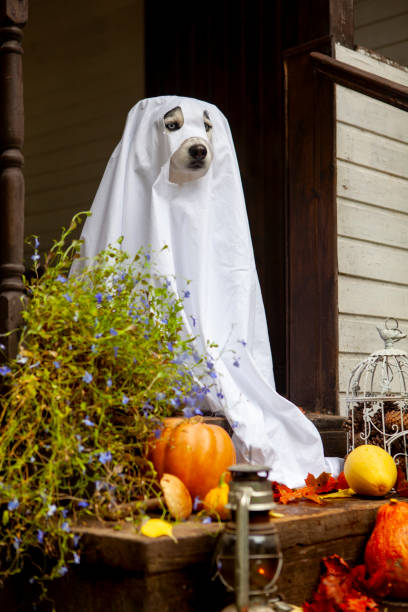 istock A dog in a ghost costume 1345293423