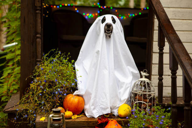 istock A dog in a ghost costume 1345293424