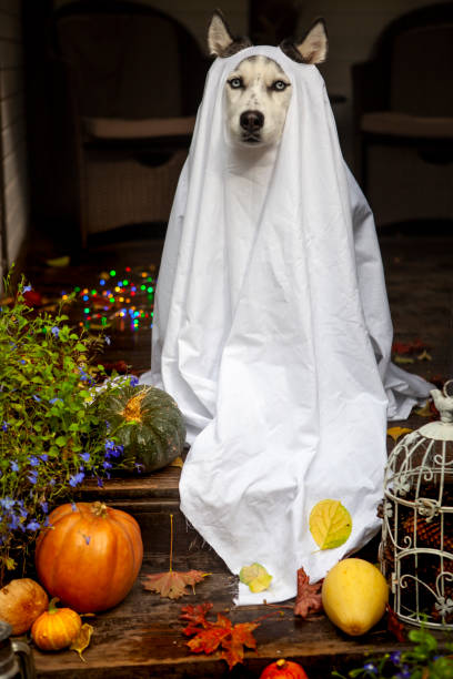 istock A dog in a ghost costume 1345293555