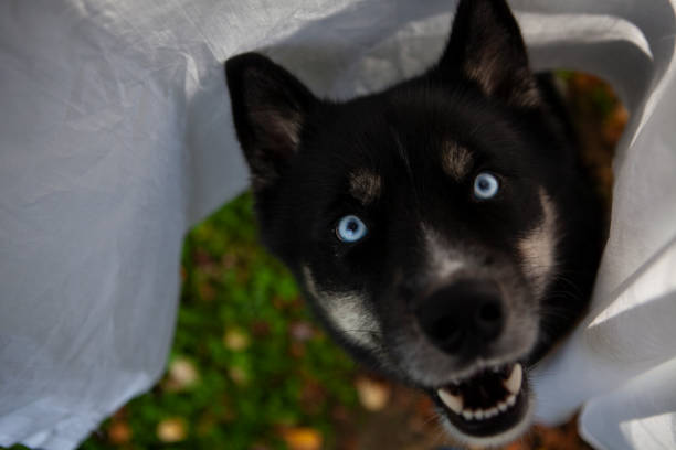 The dog found the owner under the blanket
