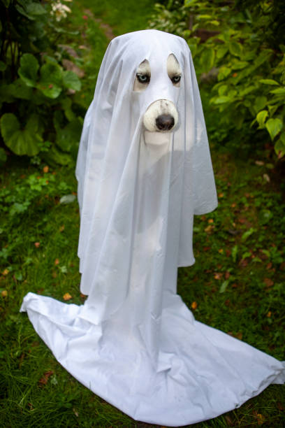 istock A dog in a ghost costume 1345294237