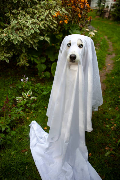 istock A dog in a ghost costume 1345294274