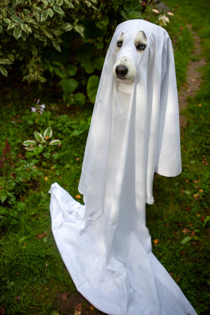 istock A dog in a ghost costume 1345294275
