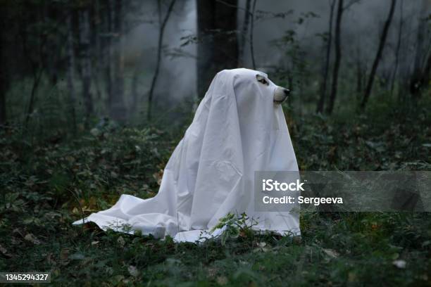 A Dog In A Ghost Costume Stock Photo - Download Image Now - Dog, Ghost, Halloween