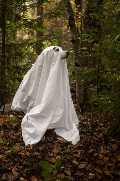 istock A dog in a ghost costume 1345294543