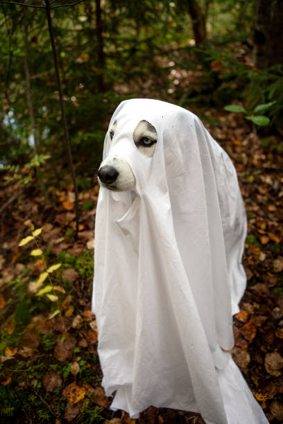 istock A dog in a ghost costume 1345294709