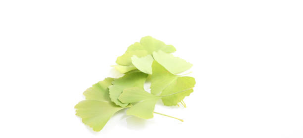 istock Ginkgo biloba leaves on a white background 1345294767