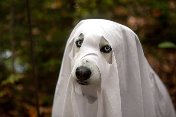 istock A dog in a ghost costume 1345294773