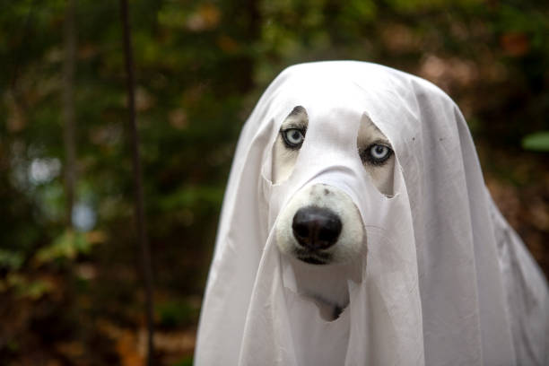 istock A dog in a ghost costume 1345294775