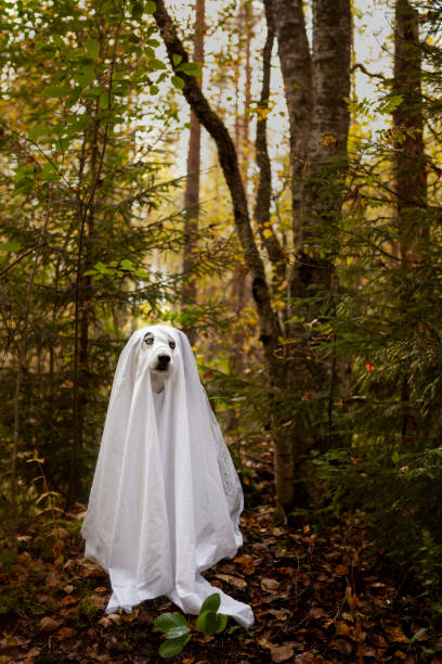 istock A dog in a ghost costume 1345294778