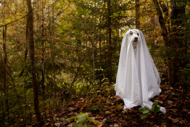 istock A dog in a ghost costume 1345294800