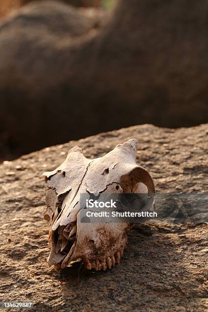 Goat Schädel Auf Einem Rock Stockfoto und mehr Bilder von Agrarbetrieb - Agrarbetrieb, Fels, Fotografie
