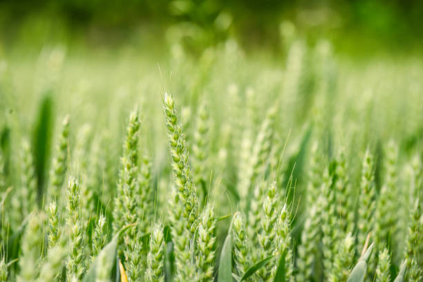 istock Corn field in sunlight on an agricultural farm growing cereal crop 1345299472