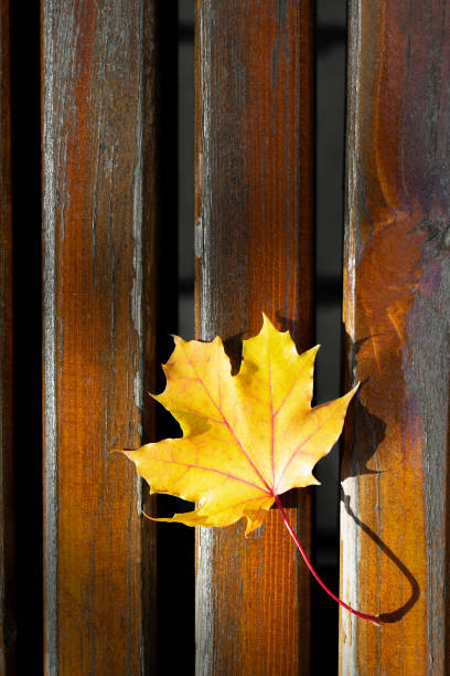 istock An autumn yellow maple leaf lying on a bench. Top view with a copyspace 1345300327