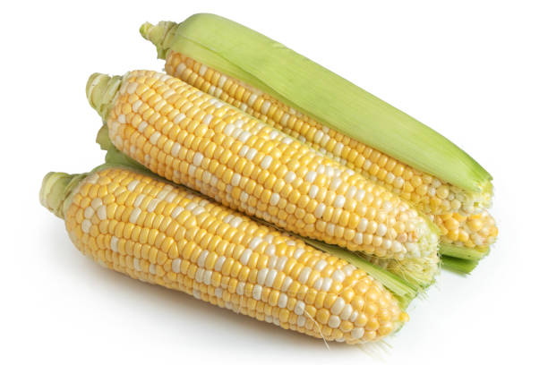 istock An ear of corn isolated on a white background 1345300588