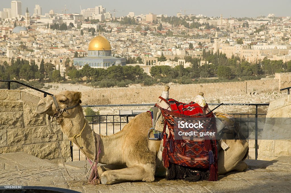 Vista para a cidade velha de Jerusalém com um camelo - Foto de stock de Animal royalty-free
