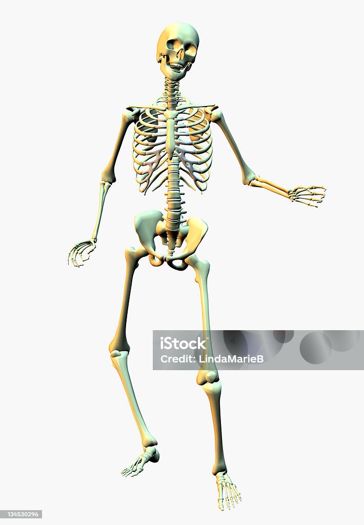 Skeleton A 3D render Anatomy Stock Photo