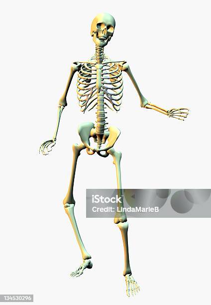 Skeleton Stock Photo - Download Image Now - Anatomy, Biology, Death