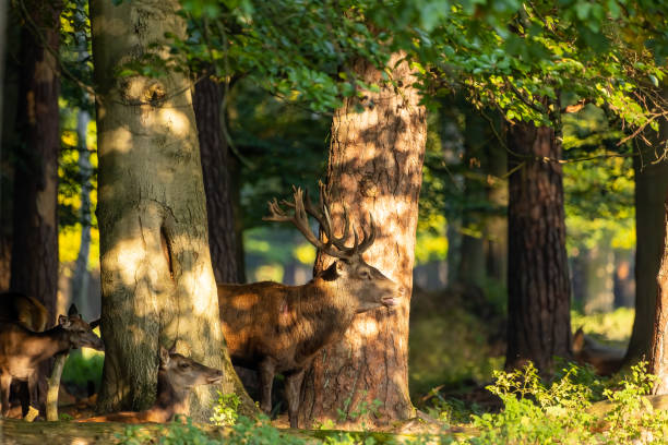 istock Red deer in a forest during rutting season. 1345303069
